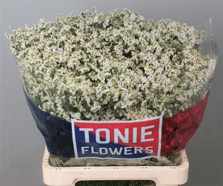Limonium Sinense Clear Diamond 65cm 30gr.