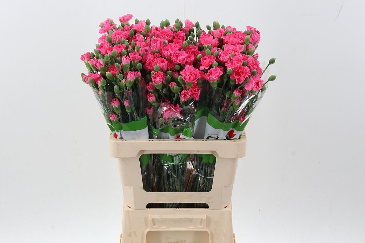 Dianthus Spr 60cm