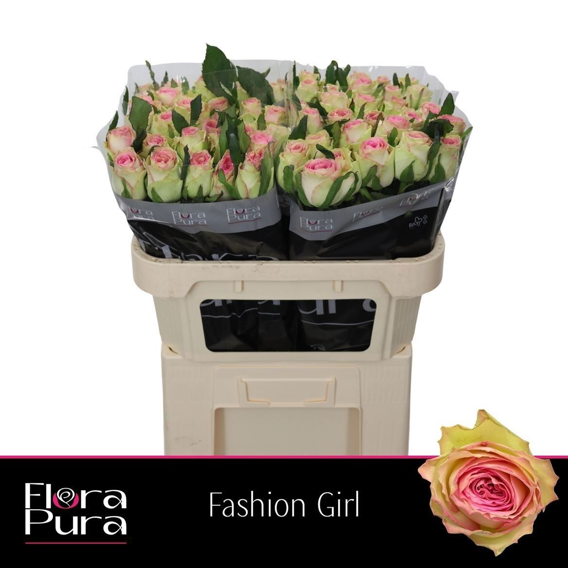 Rosa Fashion Girl 70cm