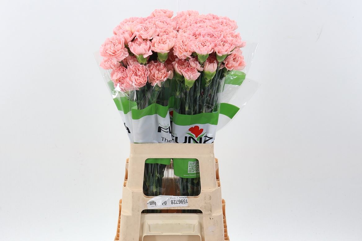 Dianthus Single Eternal Love 70cm