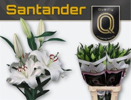 Lily Oriental Santander 95cm 4+