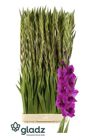 Glad Gr Mystic Magen 120cm 200gram