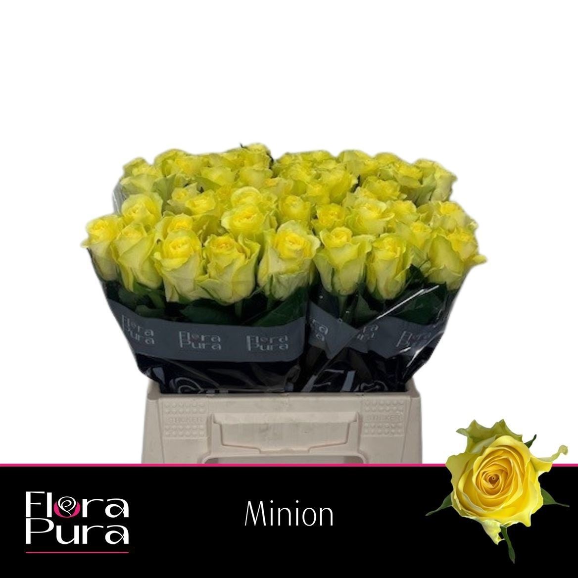 Rosa Minion Rose 40cm