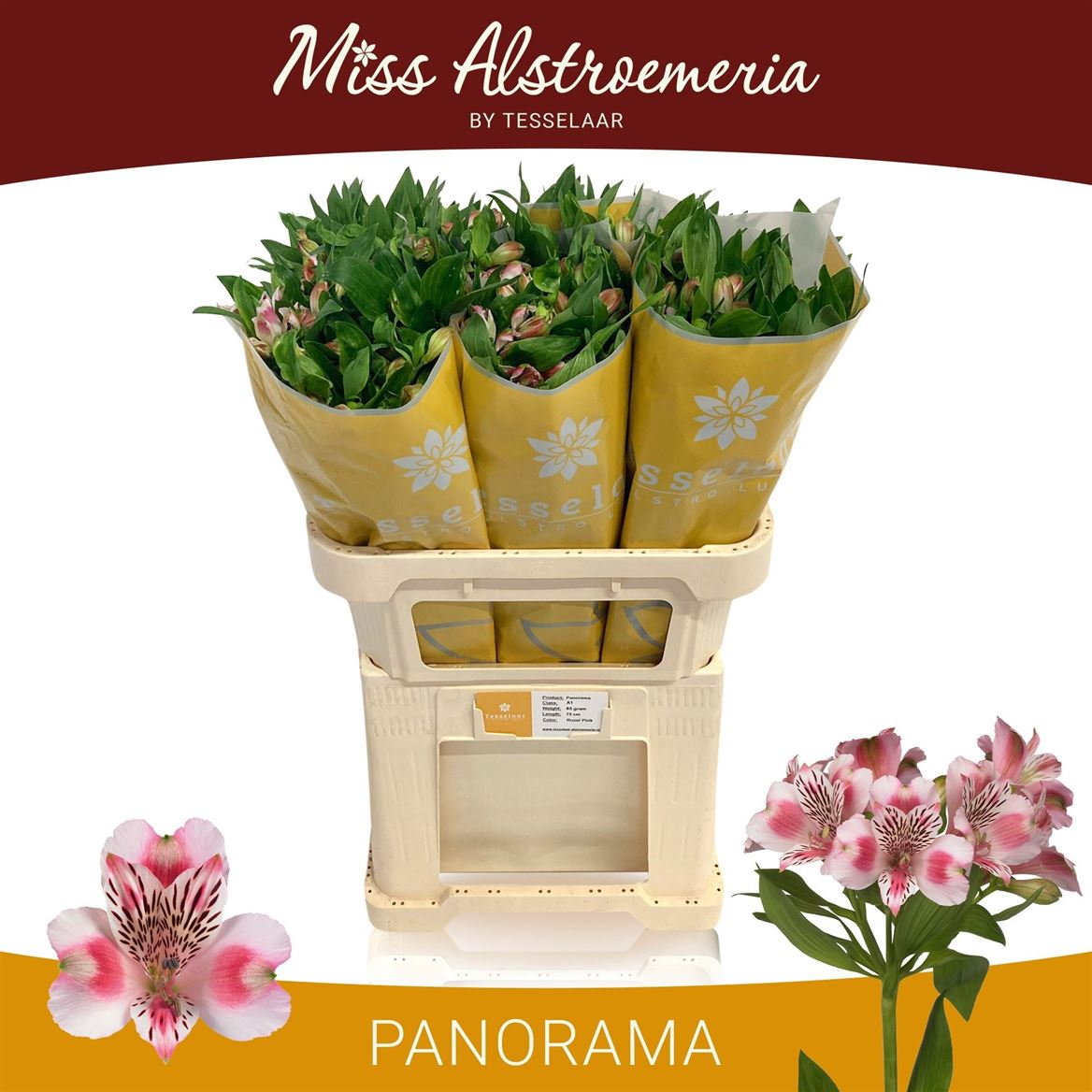 Alstroemeria Panorama 75cm 60gr.