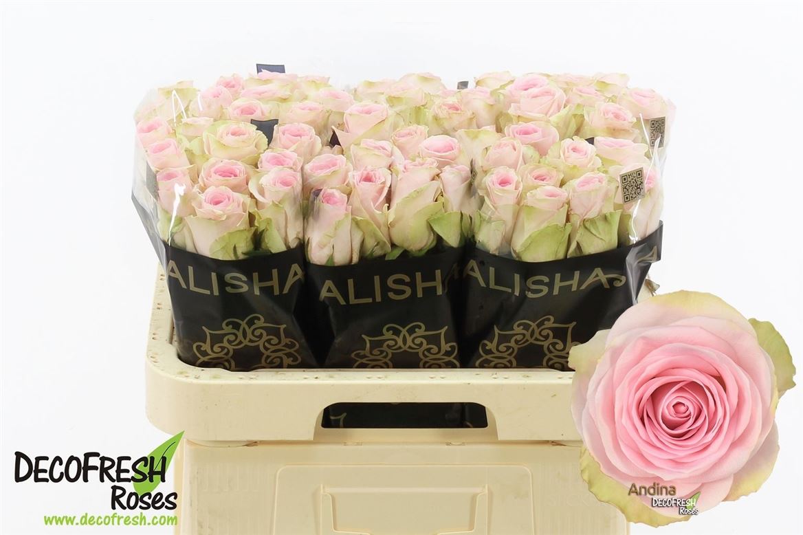 Rosa Andina+ 60cm