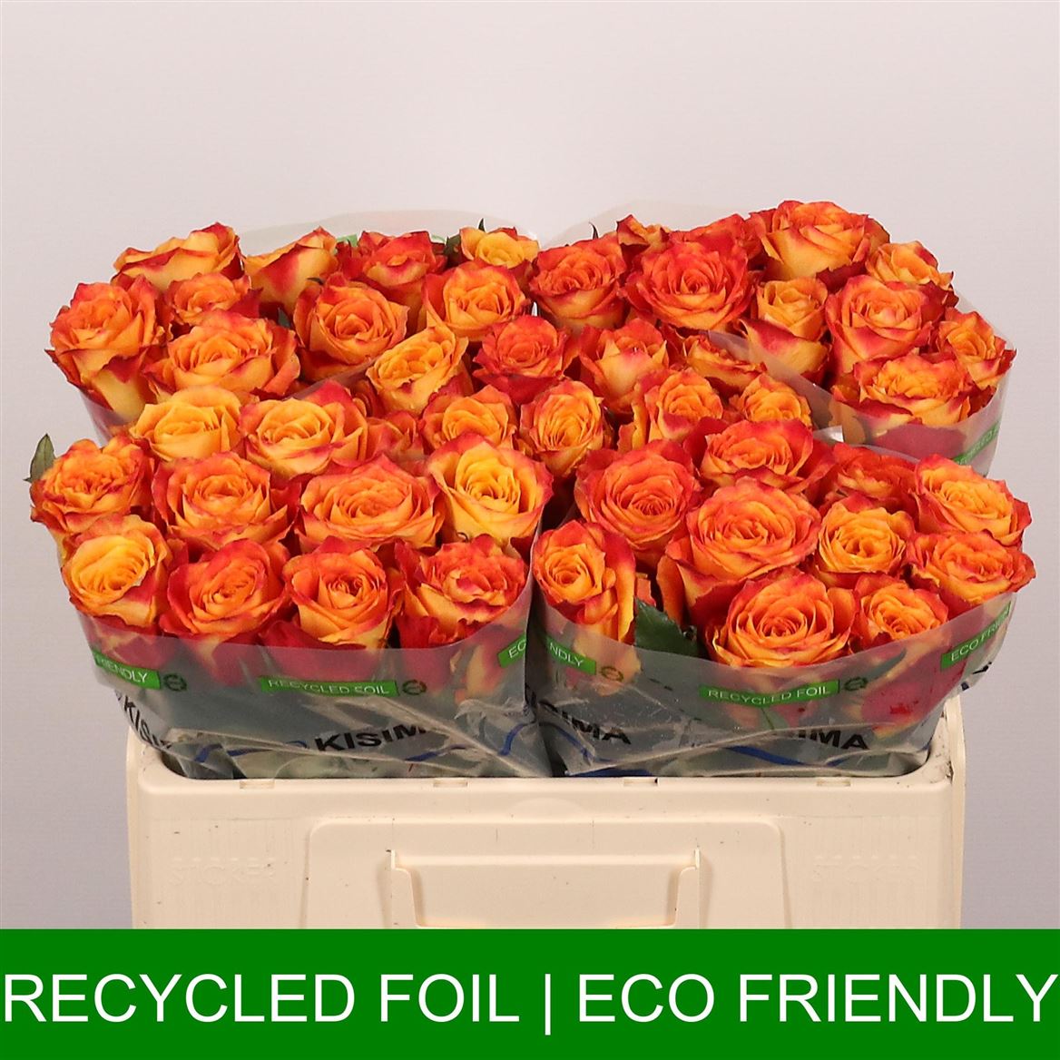 Rosa Silantoi@ 50cm