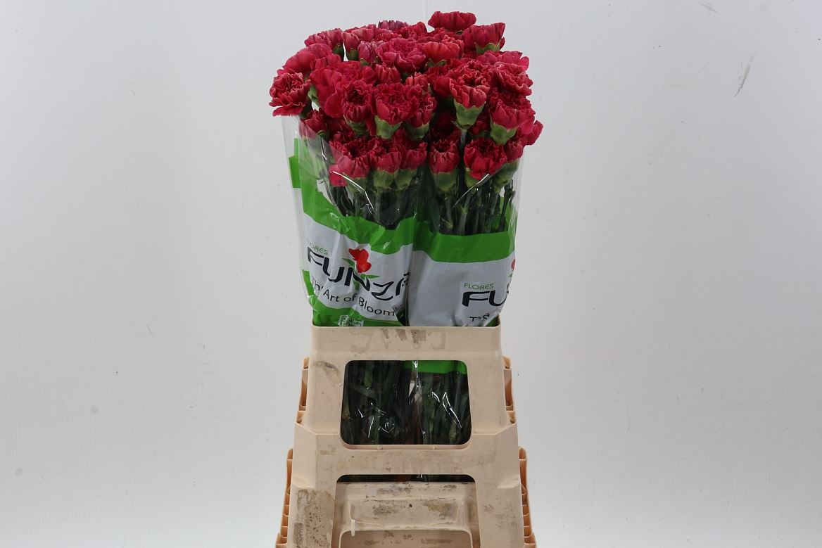 Dianthus St 70cm