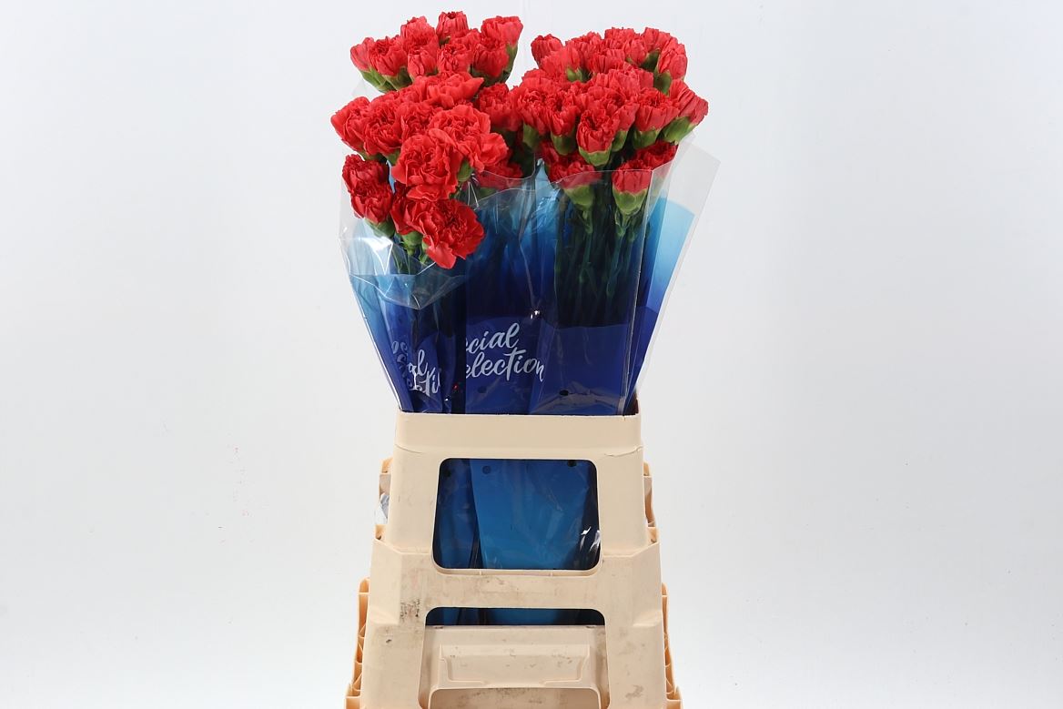 Dianthus Single Caroline Gold 70cm