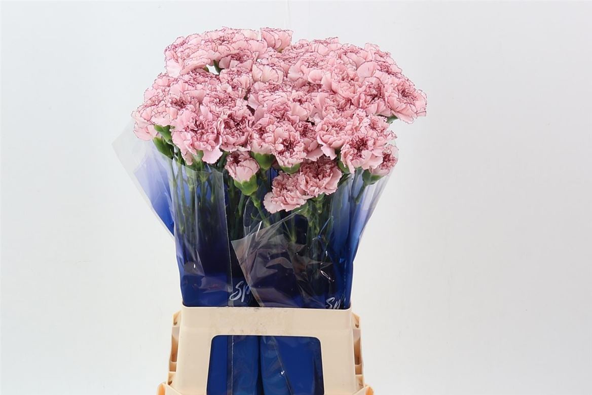 Dianthus Single Mariposa 70cm