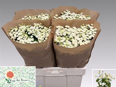 Tanacetum Rio 60cm