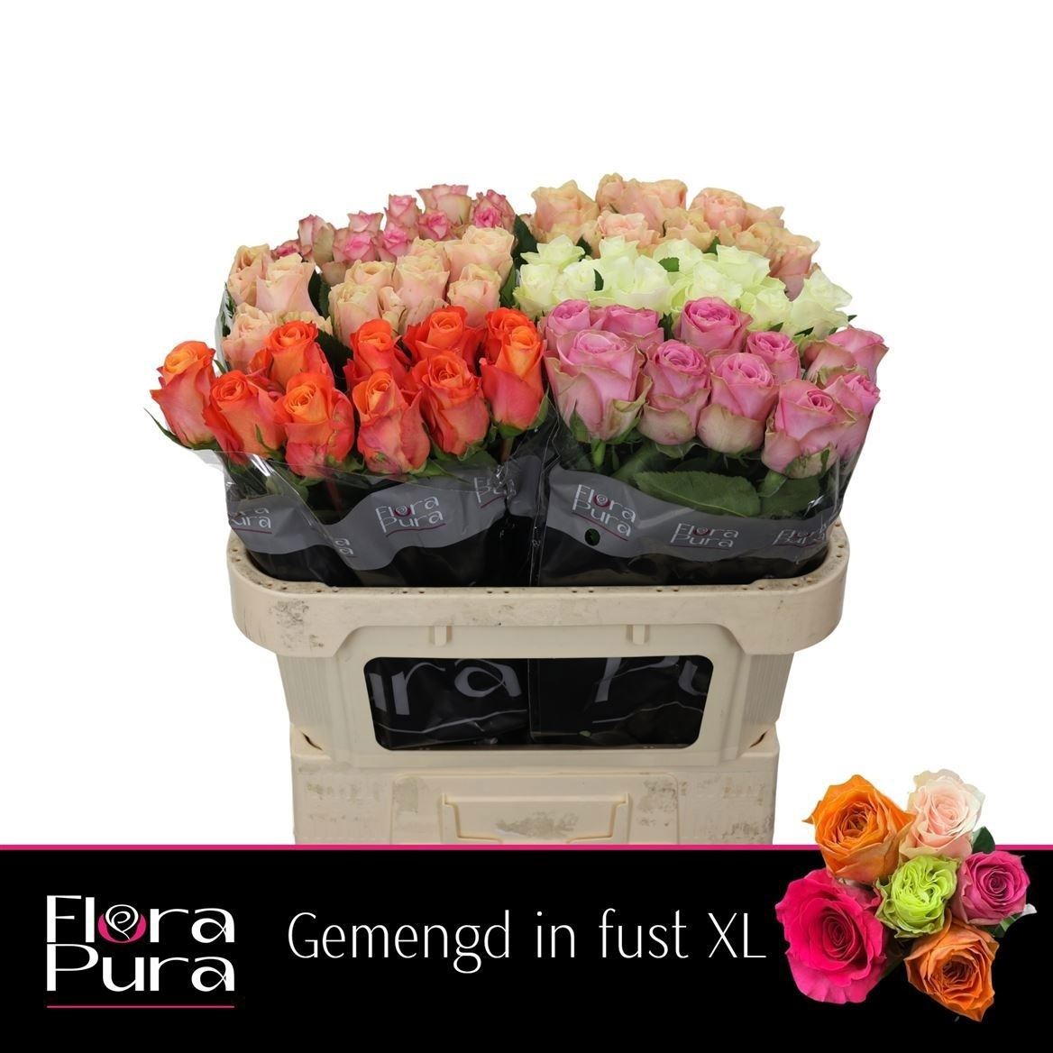 Rosa Mixed 70cm