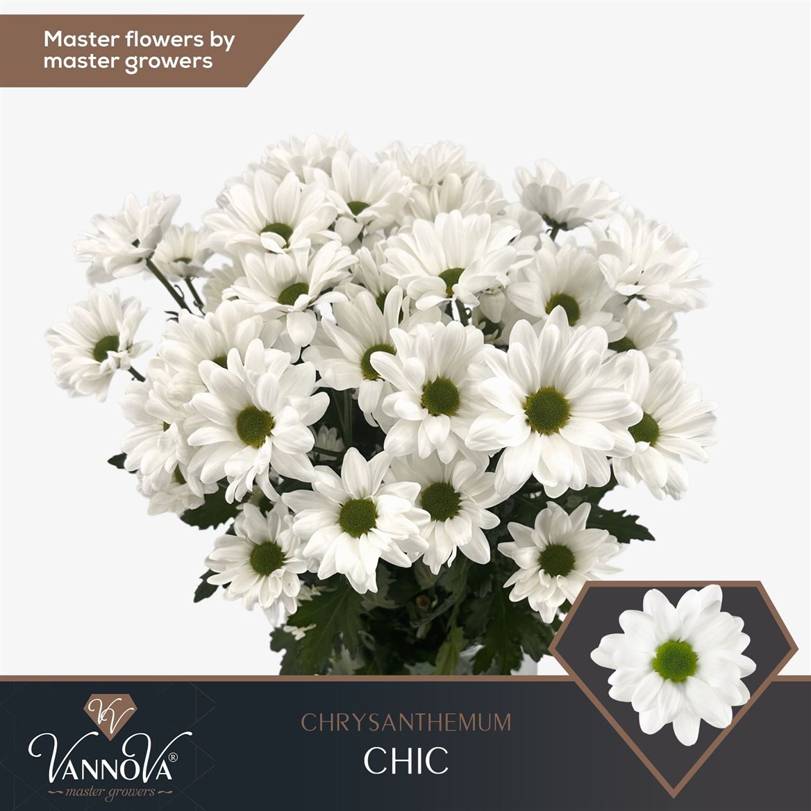 Chrysanth Spray Chic 70cm 80gr.