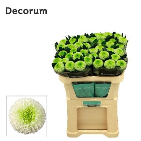 Chrysanth Single Alibaba 70cm 75gr.