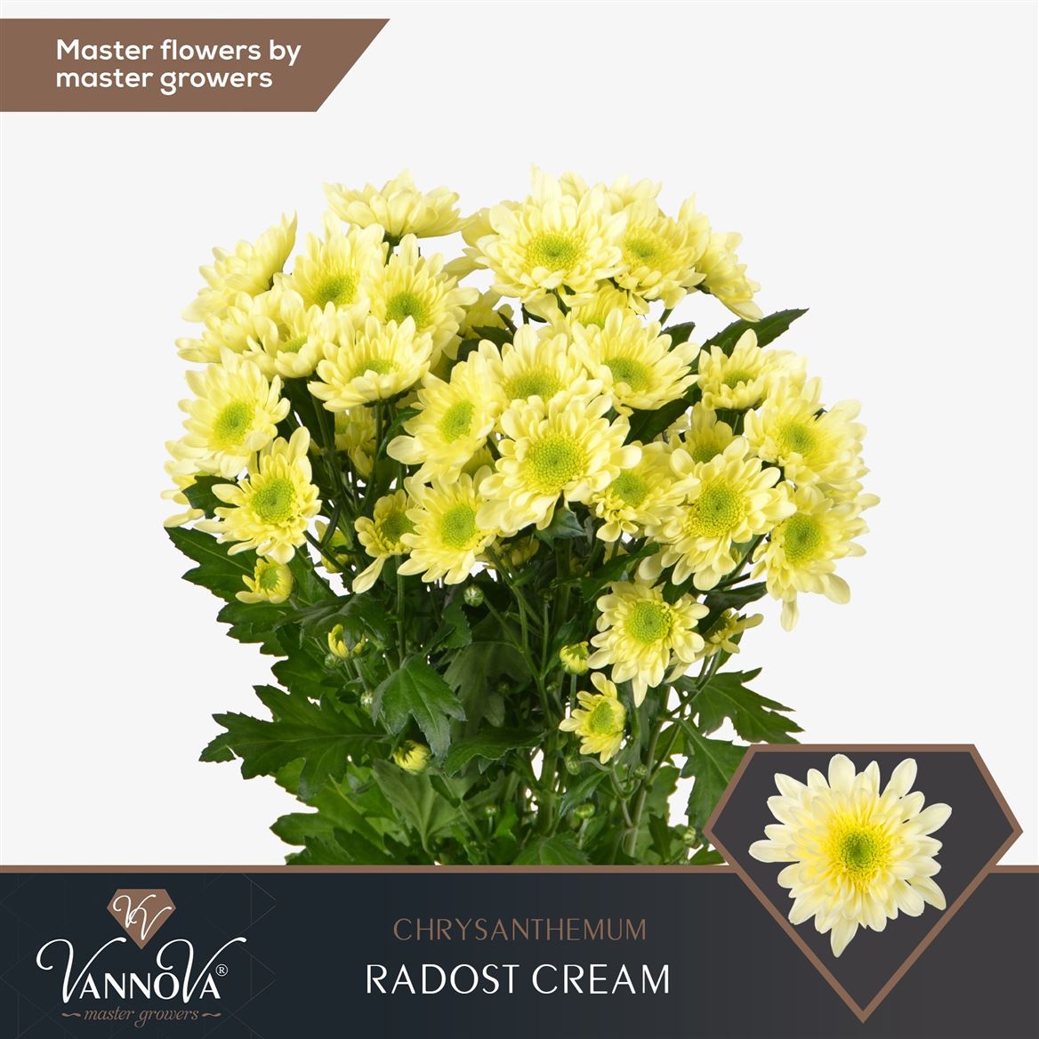 Chrysanth Spray Radost Cream 70cm 85gr.