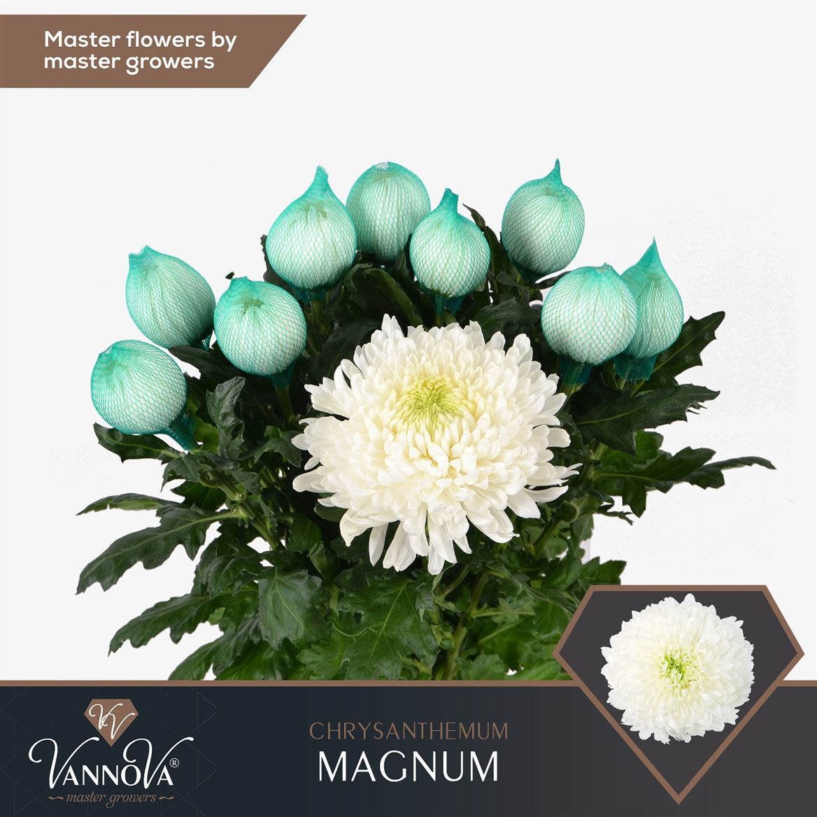 Chrysanth Single Magnum 70cm 115gr.
