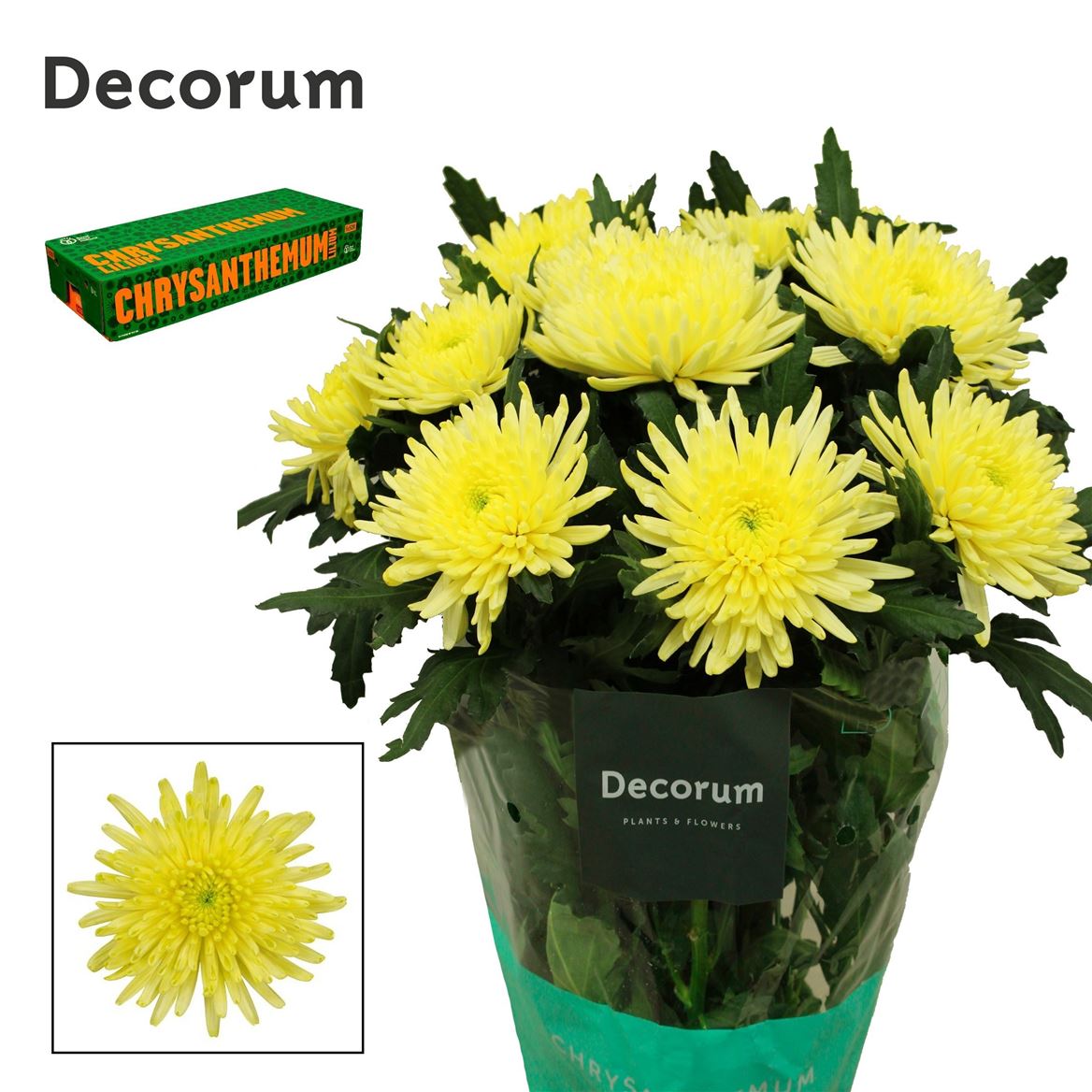 Chrysanth Single Topspin Yellow 70cm 90gr.