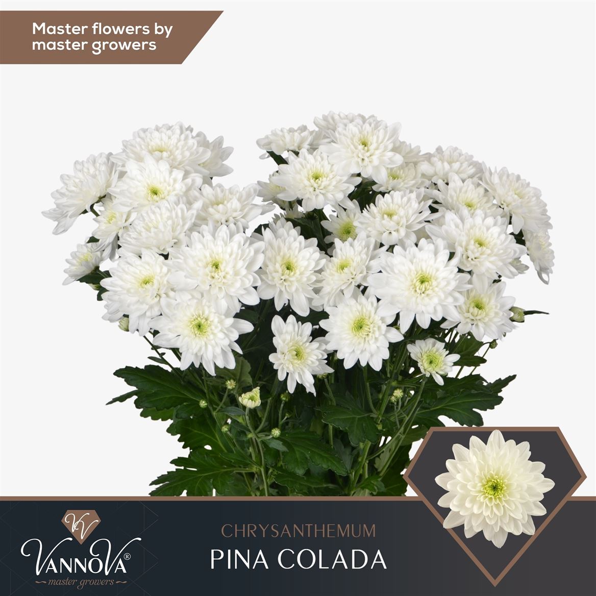 Chrysanth Spray Pina Colada 70cm 105gr.