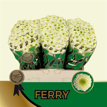 Chrysanth Santini Ferry 55cm 52gr.