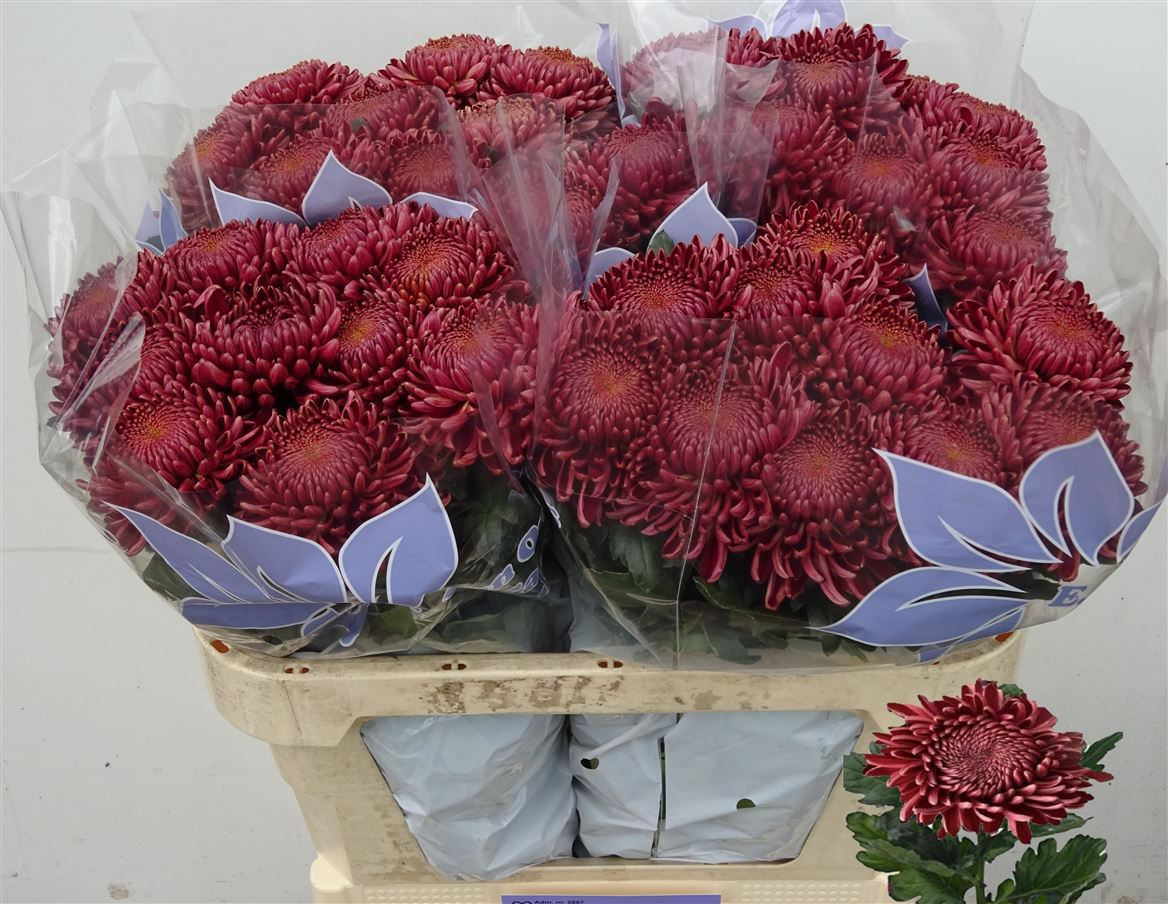 Chrysanth Single Bigoudi Red 75cm 75gr.