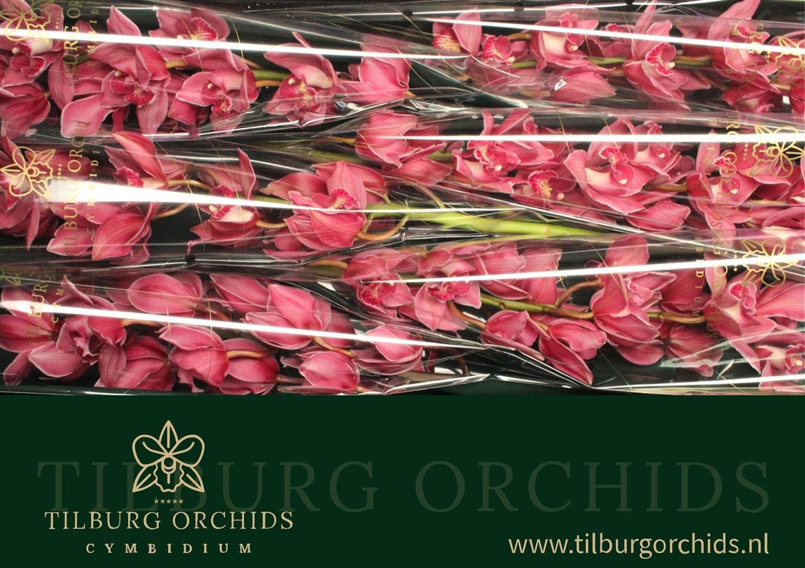 Cymbidium Toledo 80cm