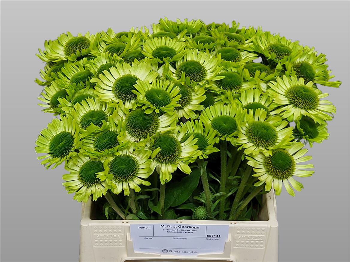 Echinacea Green Jewel 40cm