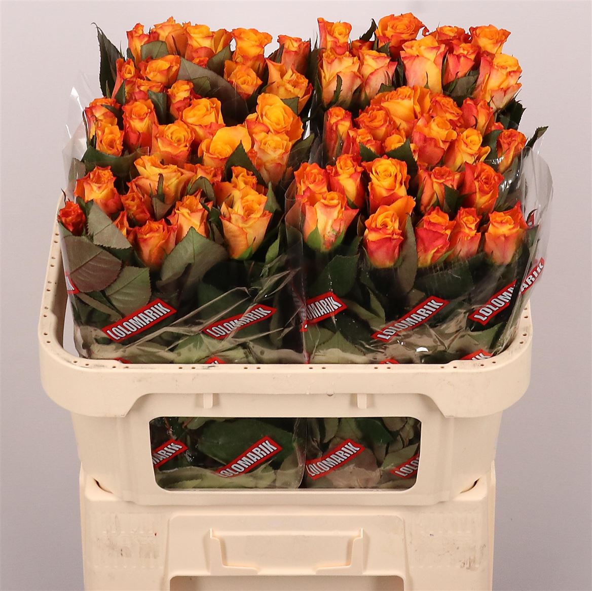 Rosa Marie-claire 70cm