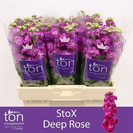 Matthiola StoX Deep Rose 56cm