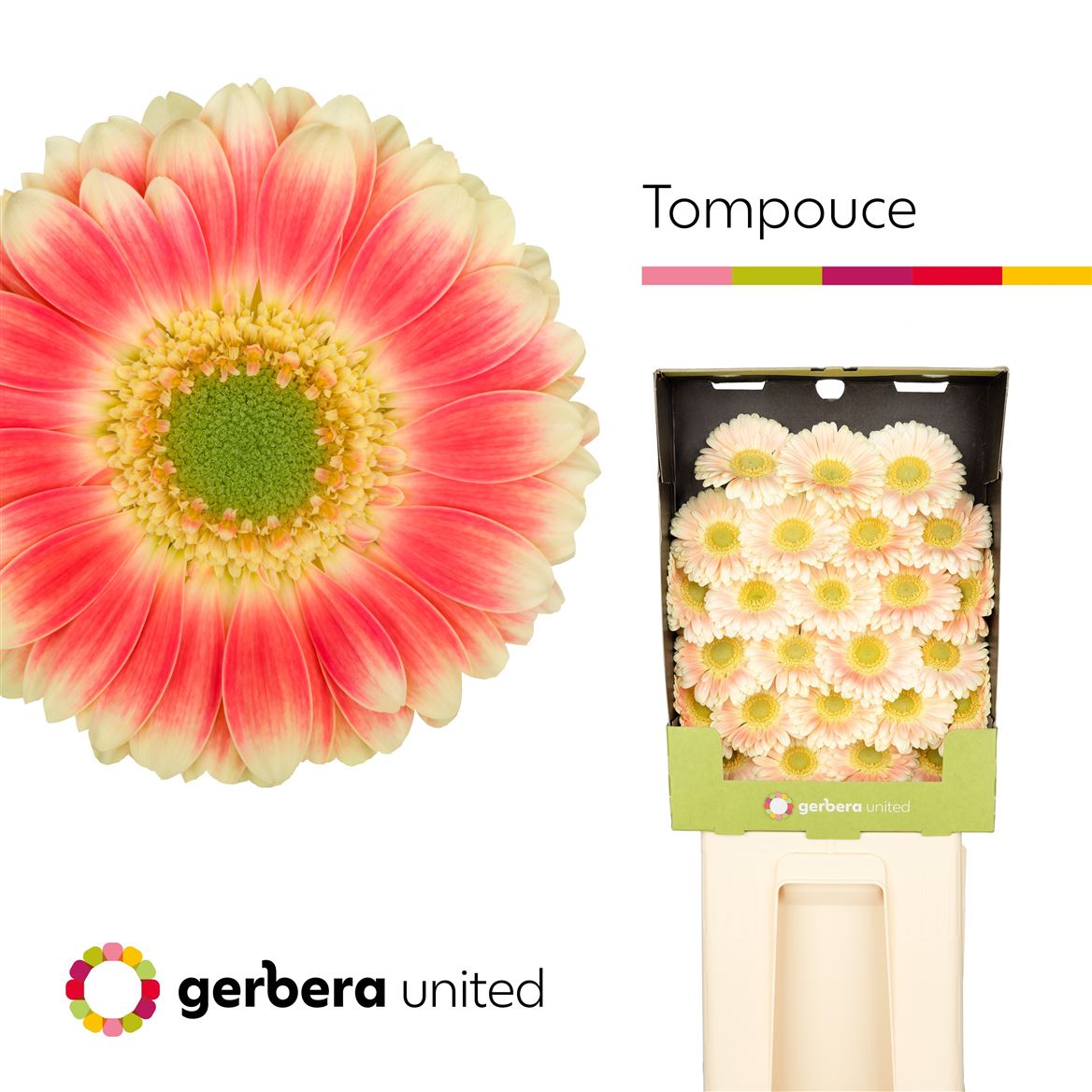 Germini Tompouce 50cm 7Ø