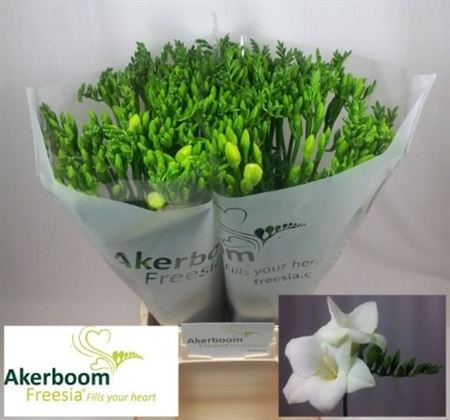 Freesia Single Alba River 50cm 20gr.