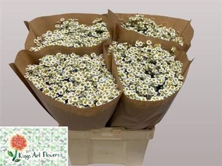 Tanacetum Single Vegmo 60cm