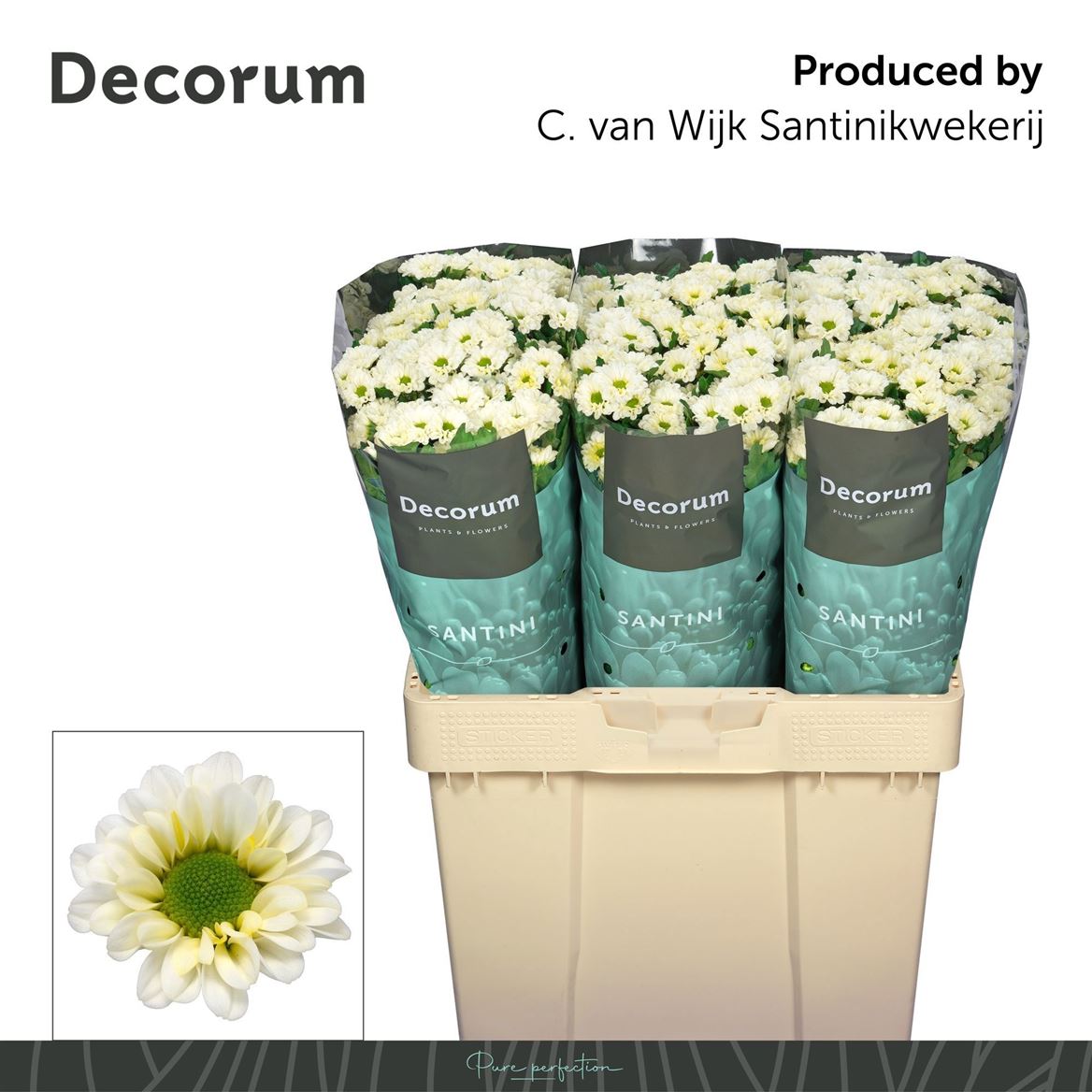 Chrysanth Santini Fabiani White 55cm