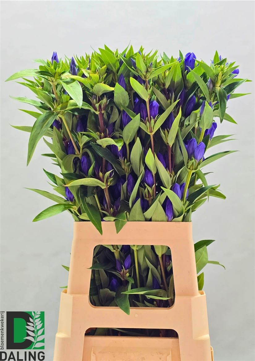 Gentiana Just Blue 70cm