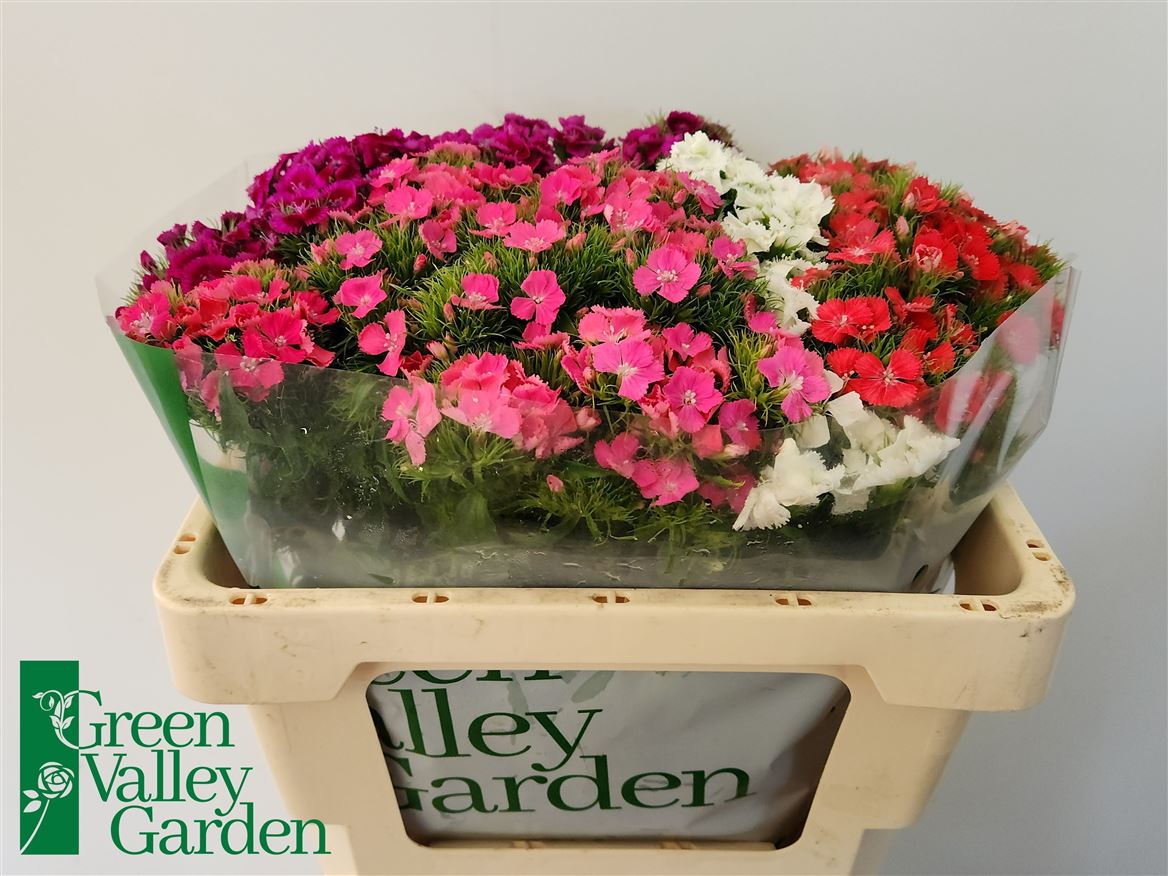 Dianthus Barb Sweet William Mix 45cm