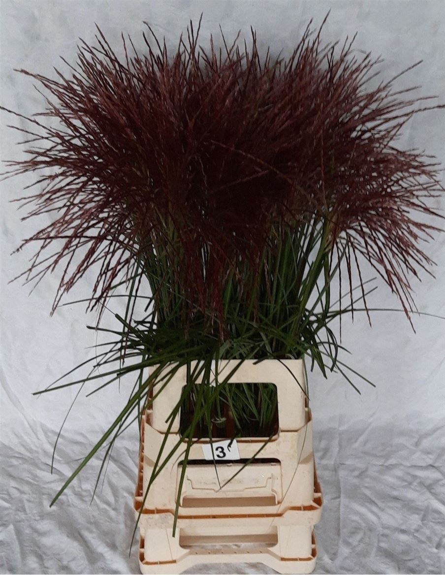 Miscanthus Rotfeder 85cm