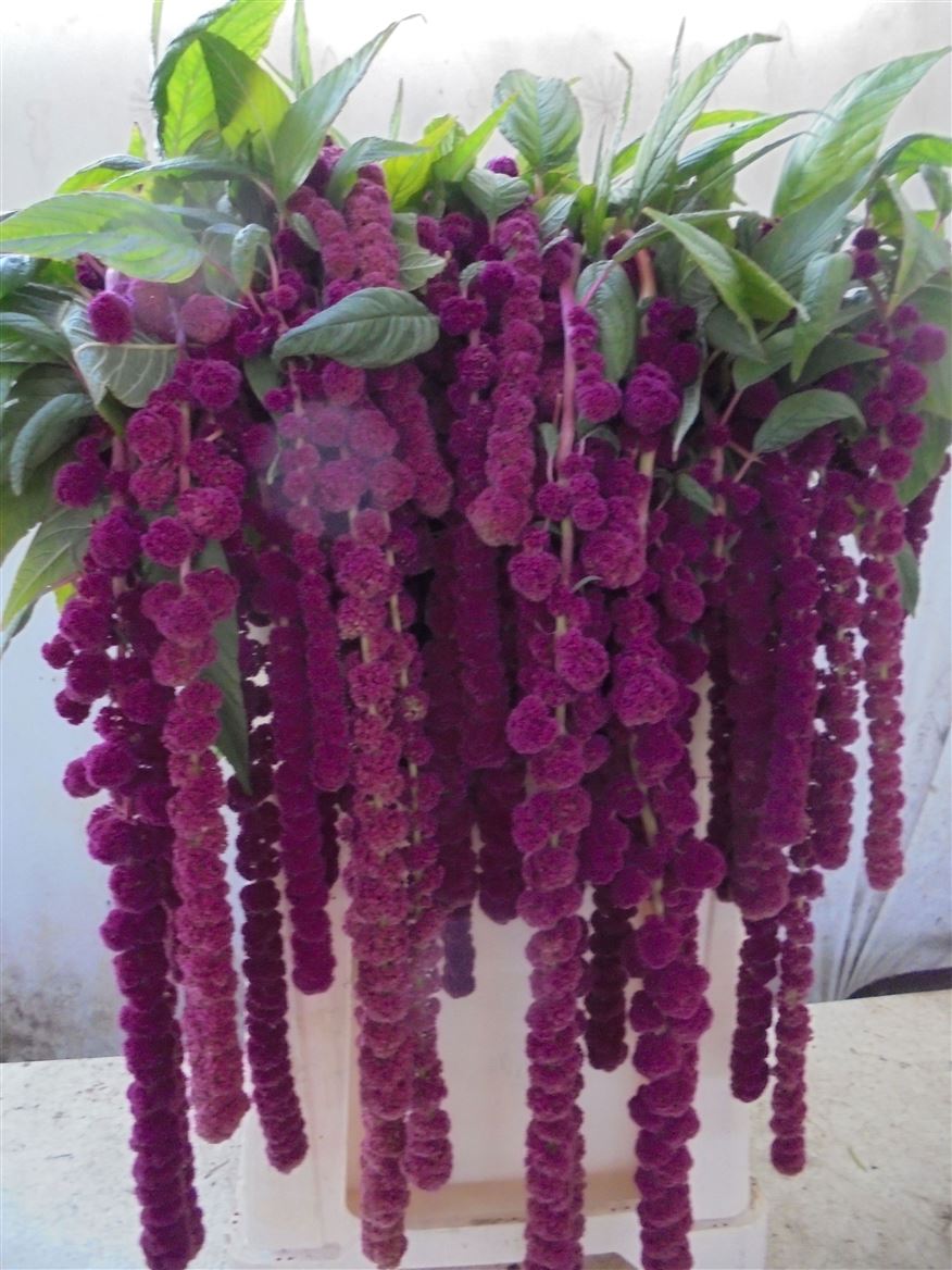 Amaranthus Caudatus Rosary 75cm