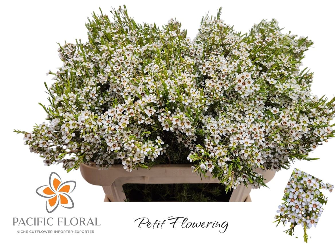 Chamelaucium Kiara 70cm 60gr.