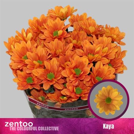 Chrysanth Spray Kaya 70cm 90gr.