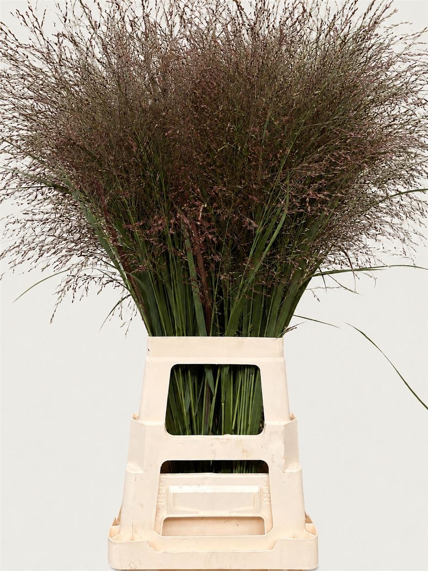 Panicum Warrior 90cm