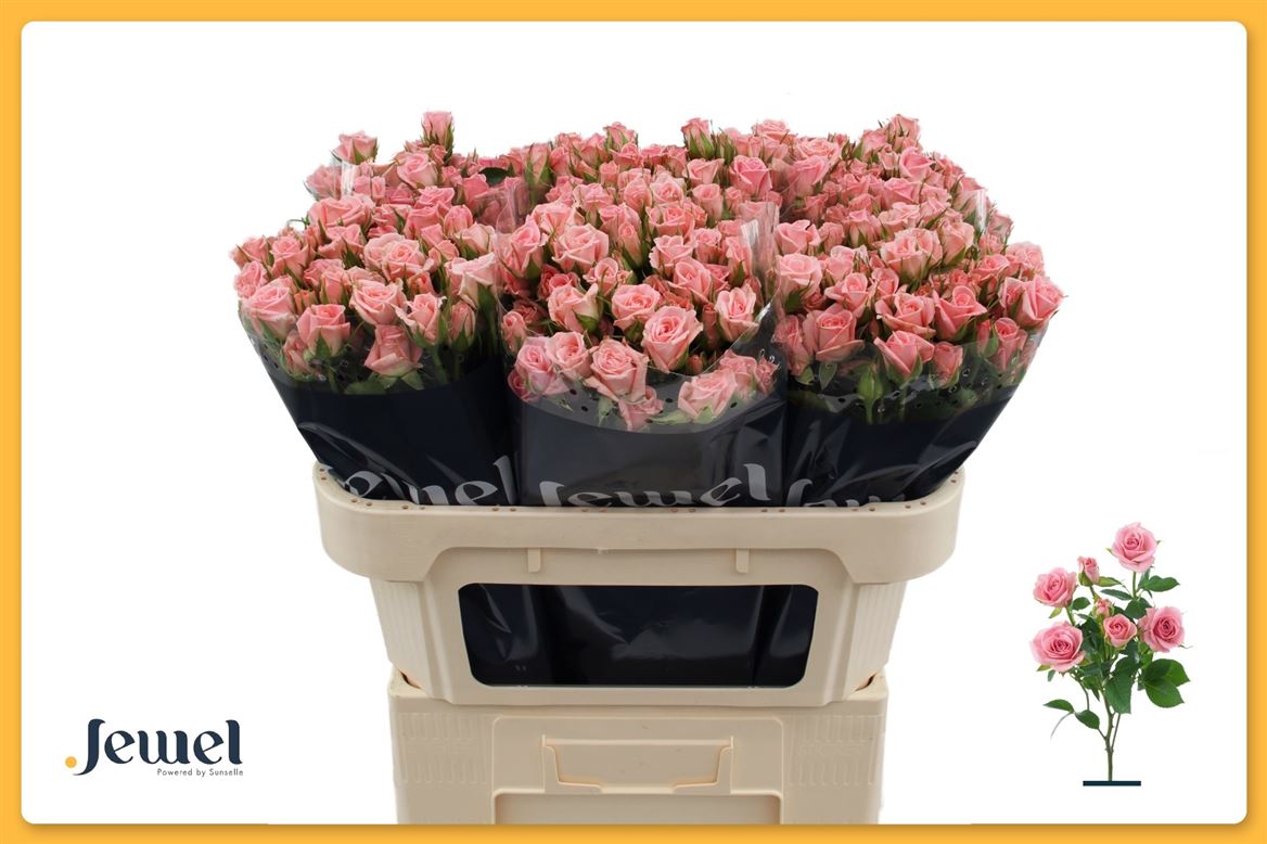 Rosa Spray Odilia 70cm 7+