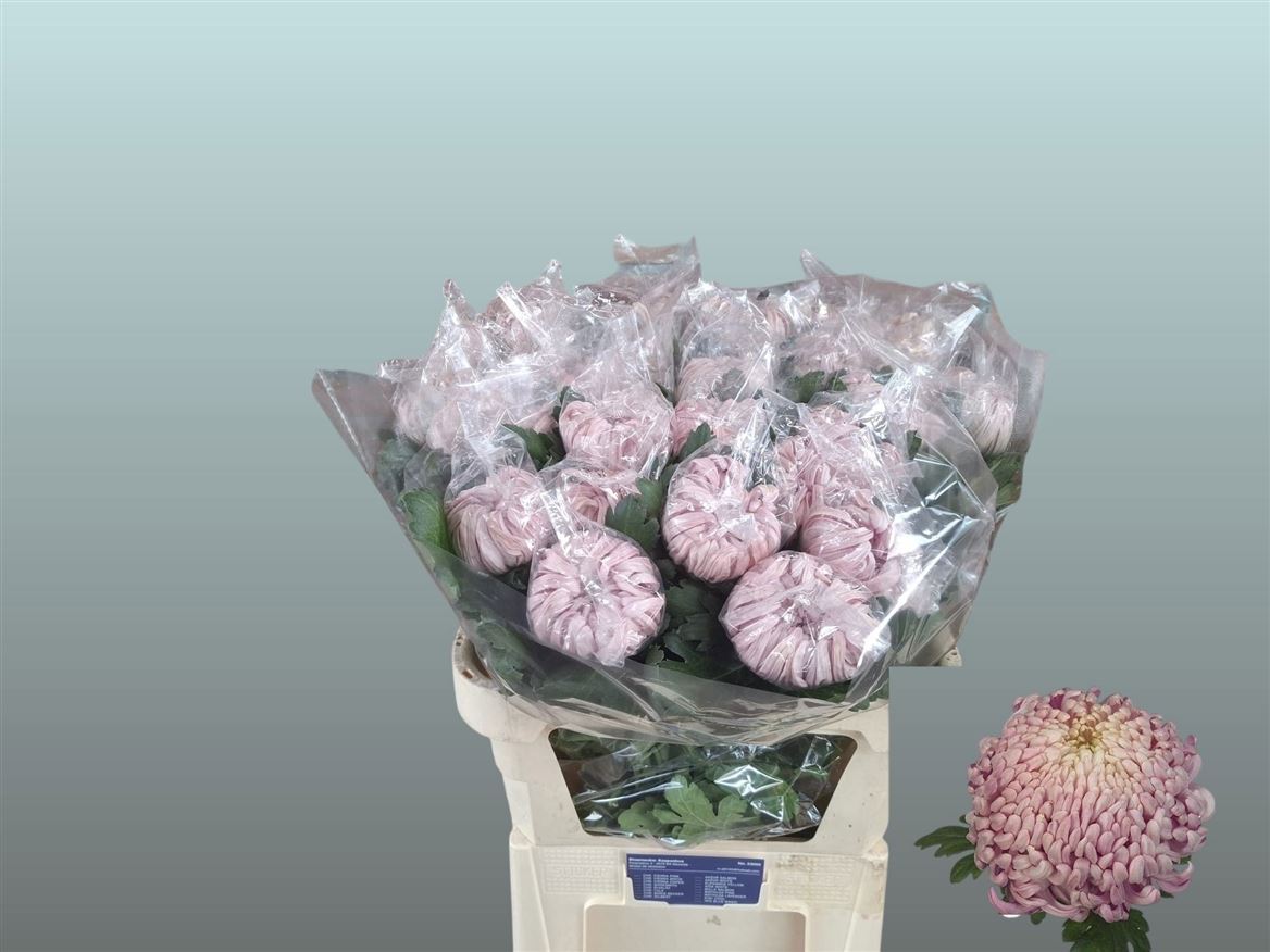 Chrysanth Single Vienna Pink 80cm 95gr.