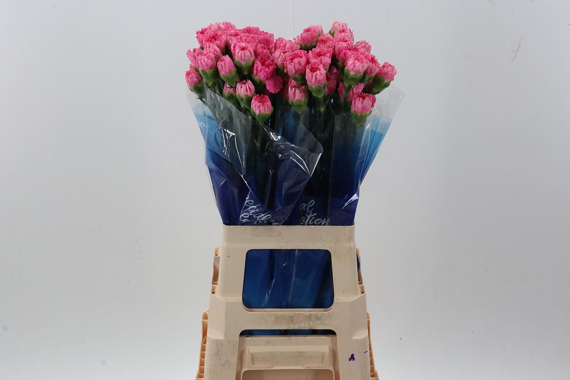 Dianthus Single Tonic Golem 70cm