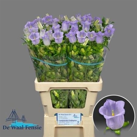 Campanula Champion Lavender 70cm