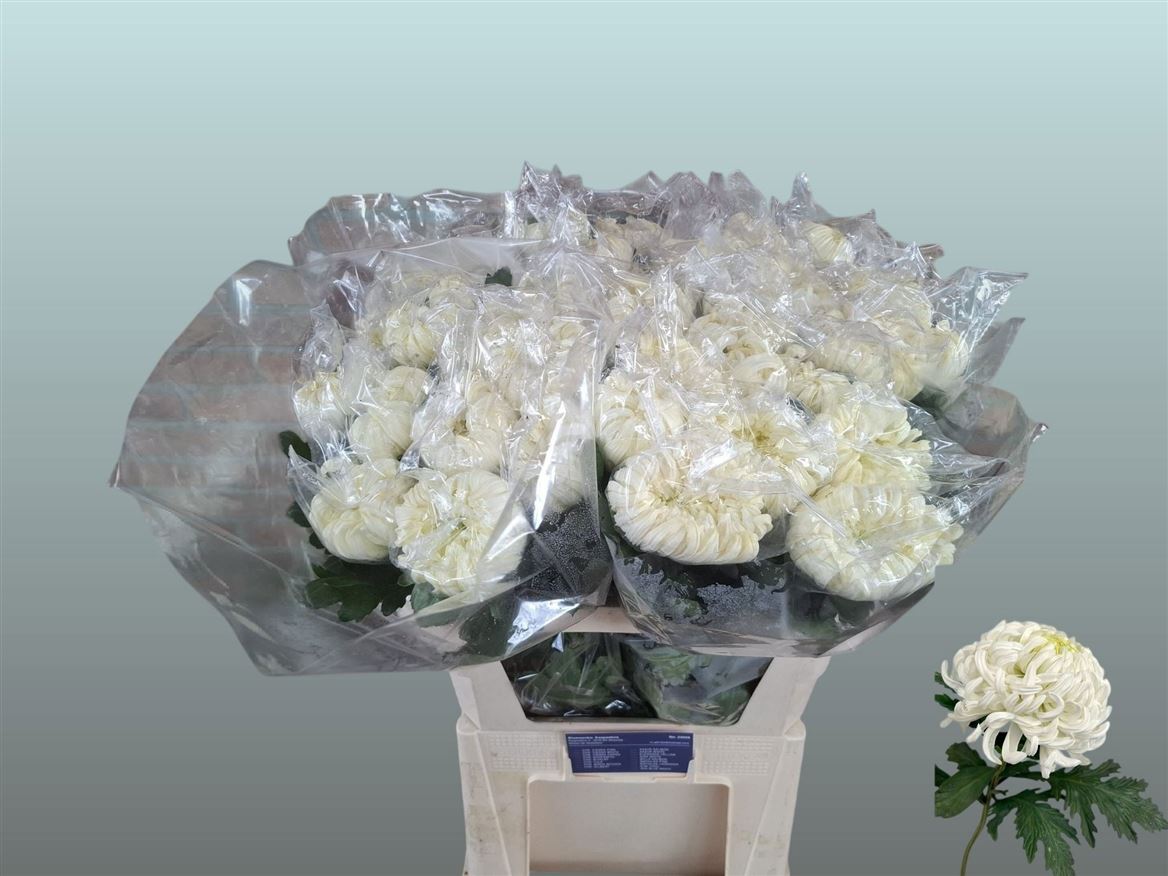 Chrysanth Single Vienna White 80cm 105gr.