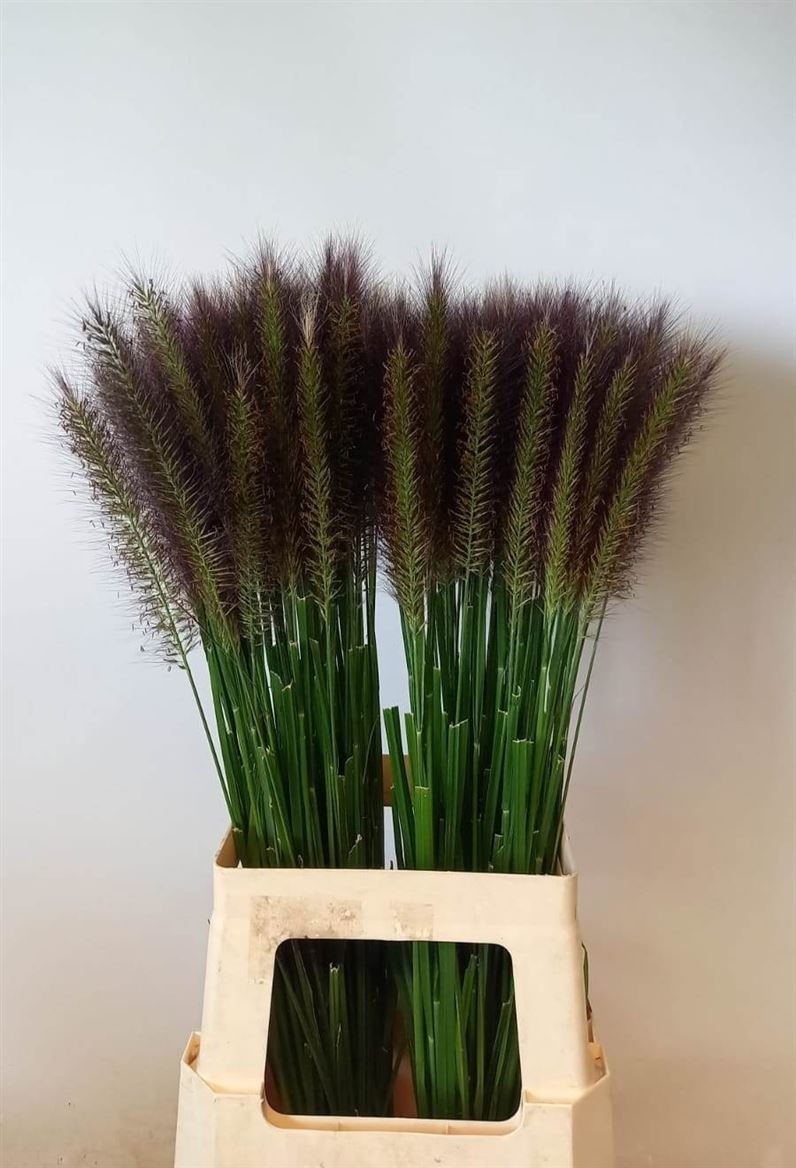 Pennisetum Redhead 70cm