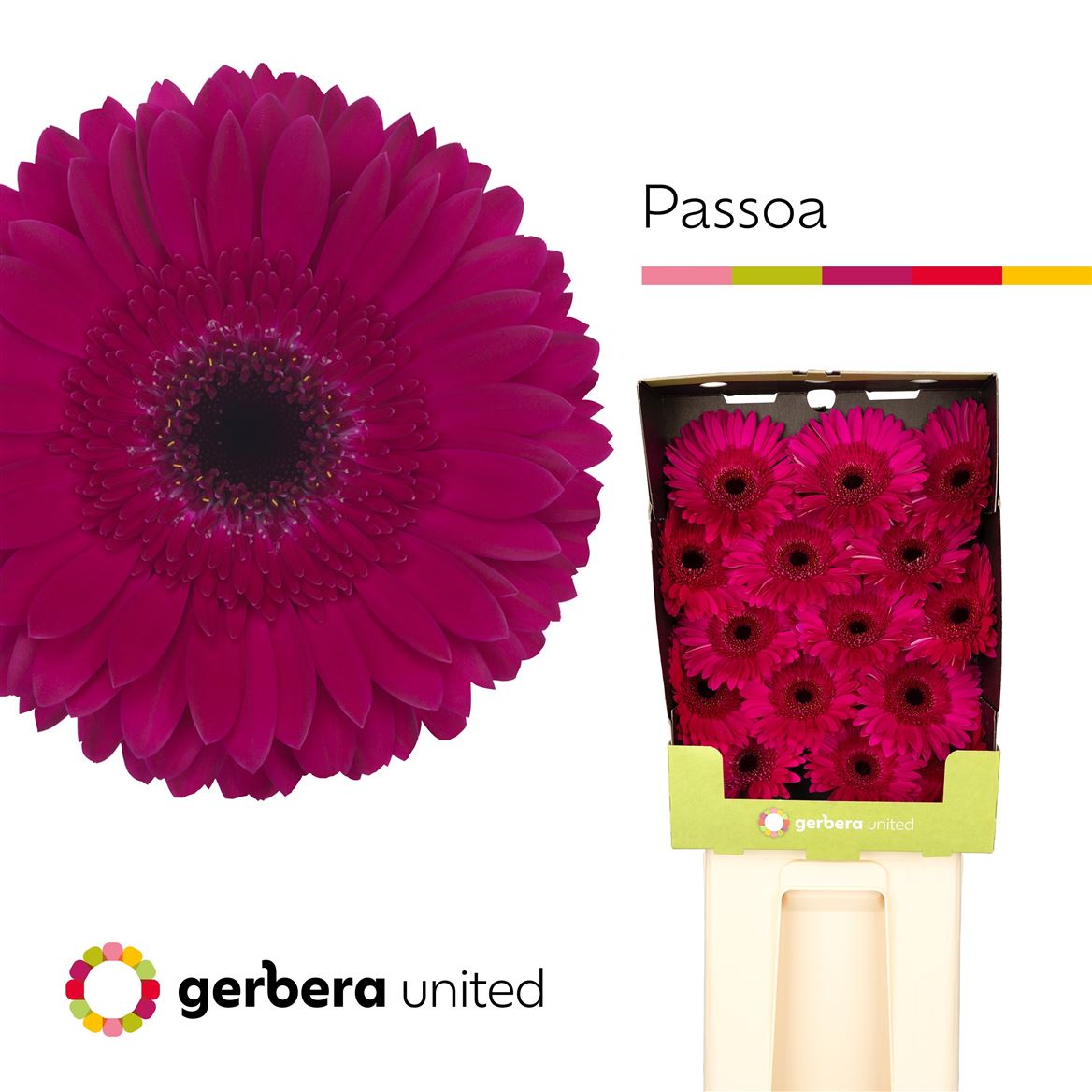 Gerbera Passoa 50cm 10Ø
