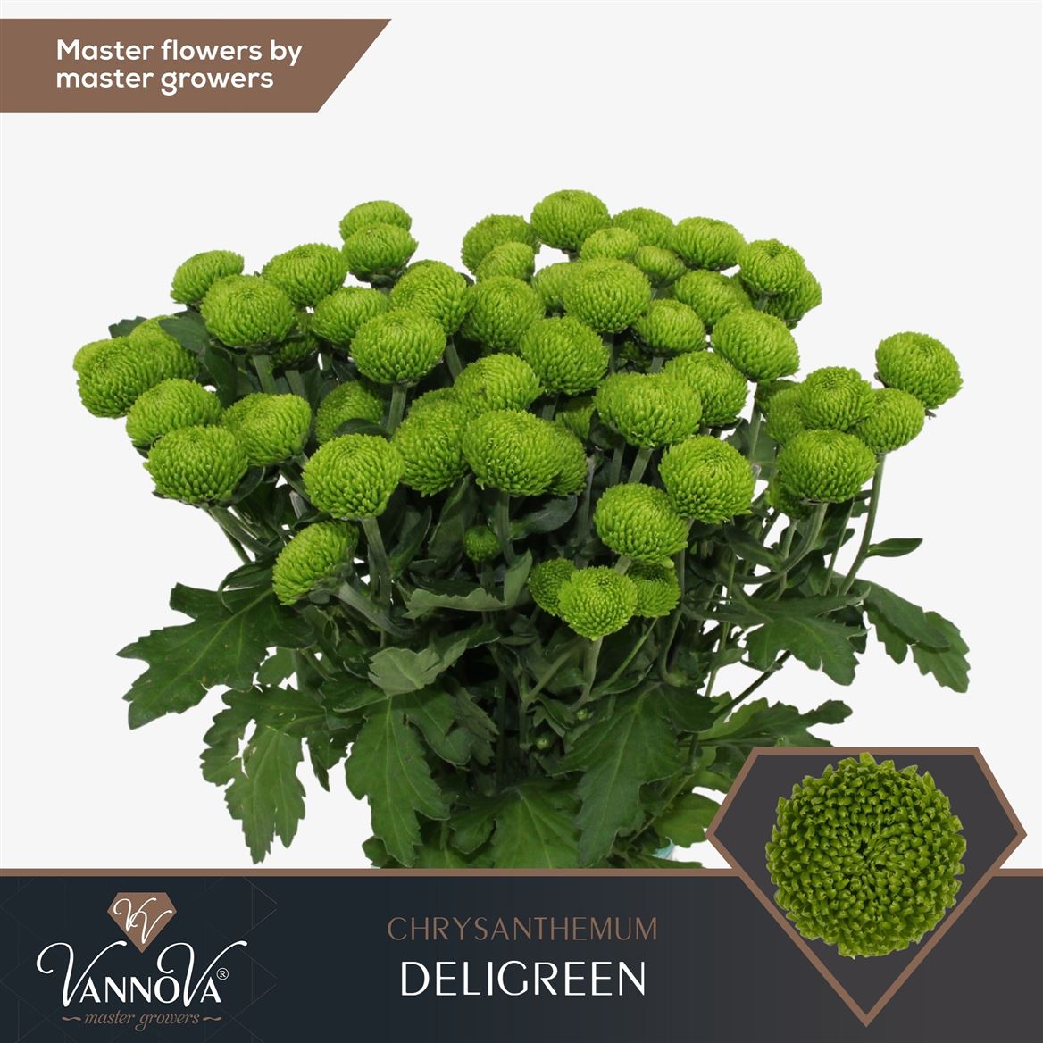 Chrysanth Spray Deligreen 70cm 80gr.