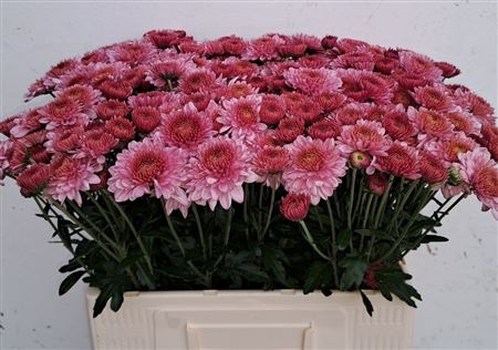 Chrysanth Spray Blenda 60cm 50gr.