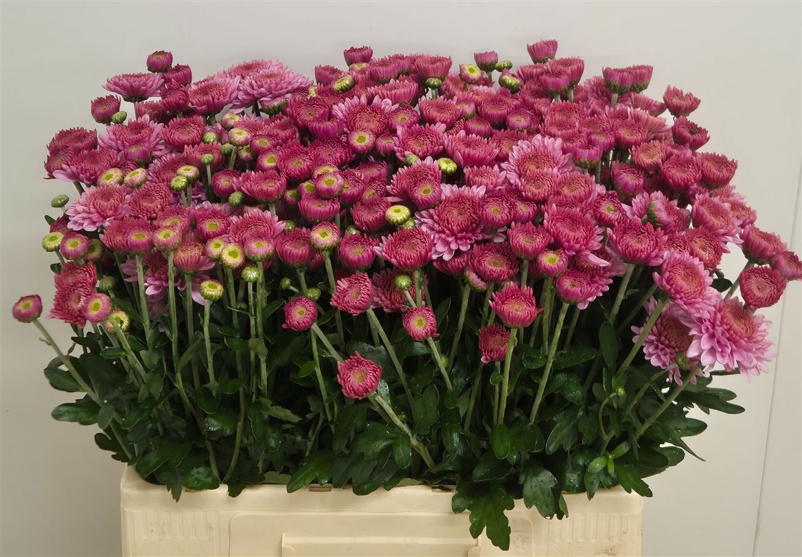 Chrysanth Spray Blenda 60cm 50gr.