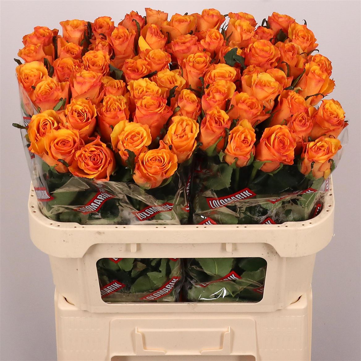 Rosa Tycoon 70cm