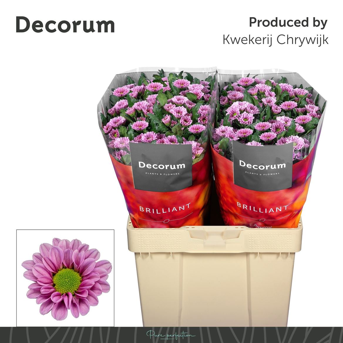 Chrysanth Santini Fabiani Pink 55cm